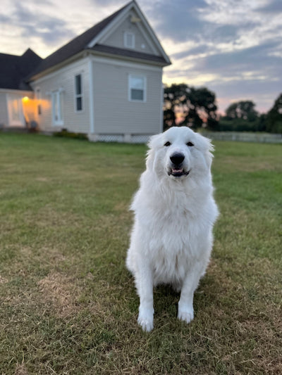 Gibbous the Great Pyrenees outside of the studio at sunset- Laughing Frog Studio's official quality control dog - handcrafted upcycled silverware jewelry studio